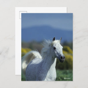 Bob Langrish   Grauer arabischer Headshot Postkarte