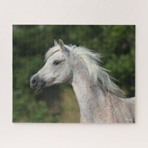 Bob Langrish   Grauer arabischer Headshot Puzzle