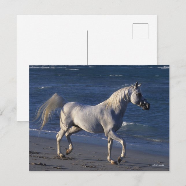 Bob Langrish | Grauer arabischer Hengst Spaziergan Postkarte (Vorne/Hinten)