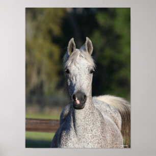 Bob Langrish Grauer arabischer Kopfschuss Poster