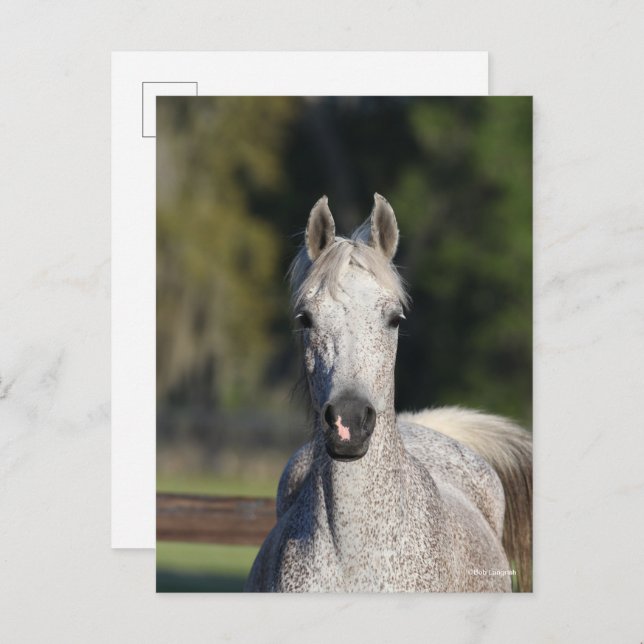 Bob Langrish | Grauer arabischer Kopfschuss Postkarte (Vorne/Hinten)