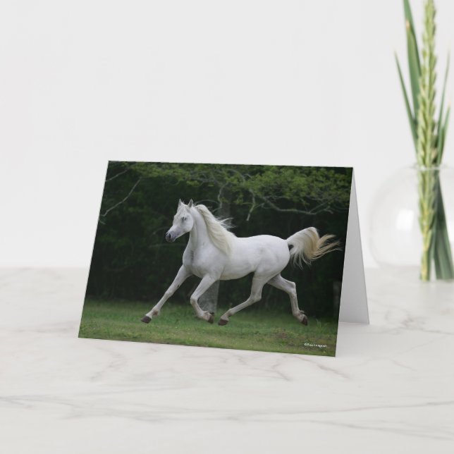 Bob Langrish | Grauer arabischer Running Karte (Vorderseite)