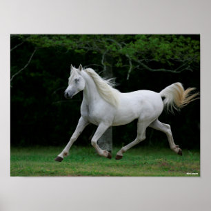 Bob Langrish   Grauer arabischer Running Poster