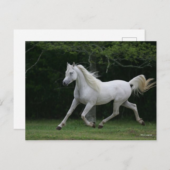 Bob Langrish | Grauer arabischer Running Postkarte (Vorne/Hinten)