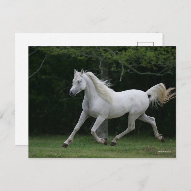 Bob Langrish | Grauer arabischer Running Postkarte (Vorne/Hinten)