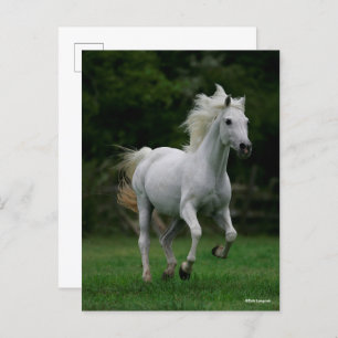 Bob Langrish   Grauer arabischer Running Postkarte