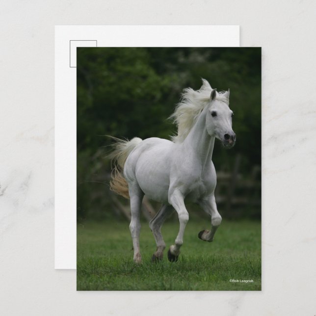 Bob Langrish | Grauer arabischer Running Postkarte (Vorne/Hinten)