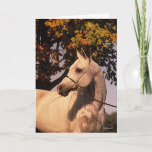 Bob Langrish   Grauer arabischer Stallion Headshot Karte