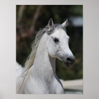 Bob Langrish | Grauer arabischer Stallion-Headshot