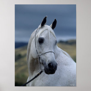 Bob Langrish   Grauer arabischer Stallion-Headshot Poster