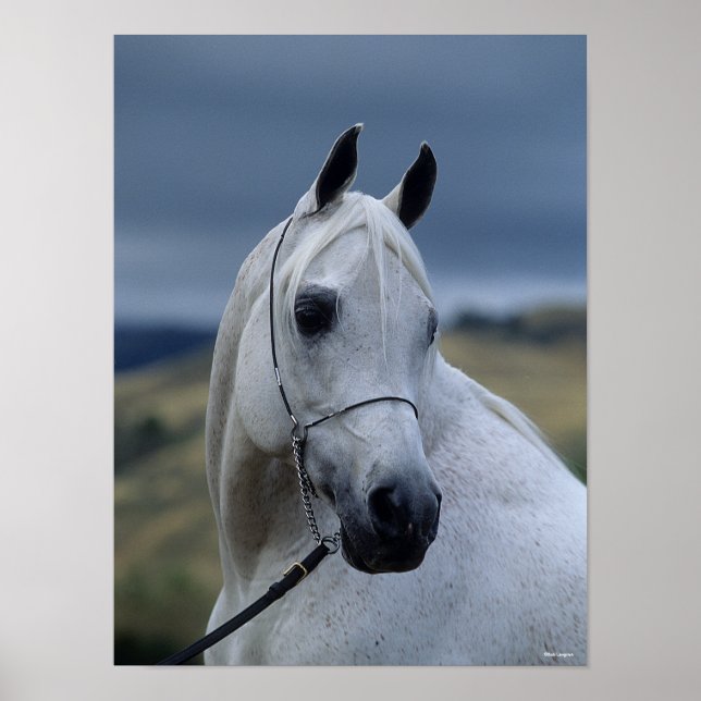 Bob Langrish | Grauer arabischer Stallion-Headshot Poster (Vorne)