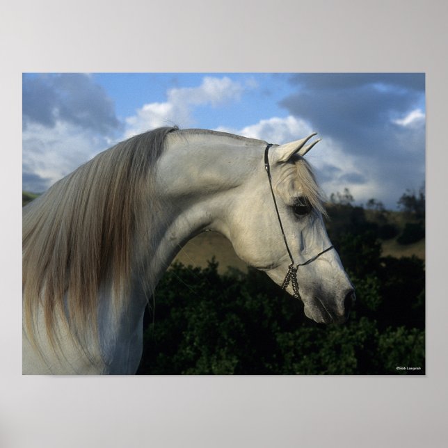 Bob Langrish | Grauer arabischer Stallion-Headshot Poster (Vorne)