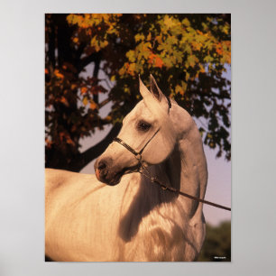 Bob Langrish   Grauer arabischer Stallion Headshot Poster
