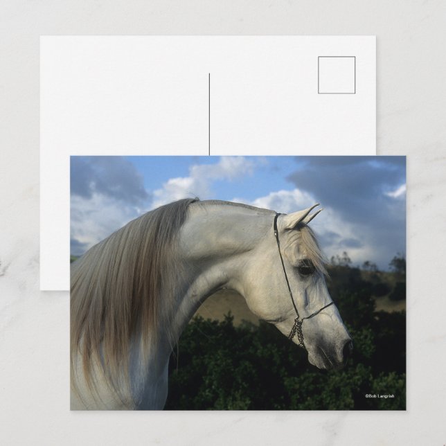 Bob Langrish | Grauer arabischer Stallion-Headshot Postkarte (Vorne/Hinten)