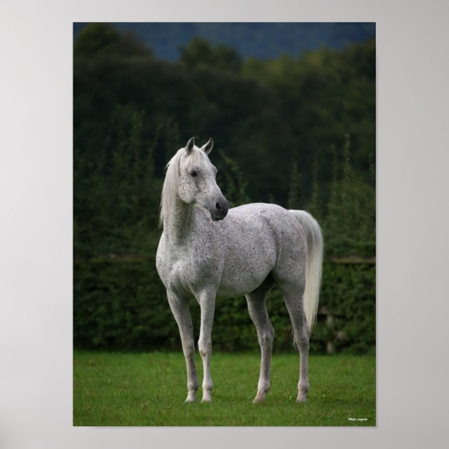 Bob Langrish | Grauer Arabischer Stallion Stehend Poster (Vorne)