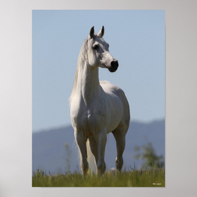 Bob Langrish | Grauer Arabischer Stallion Stehend Poster (Vorne)