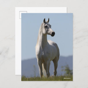 Bob Langrish   Grauer Arabischer Stallion Stehend Postkarte