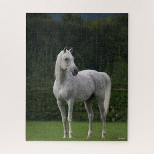 Bob Langrish   Grauer Arabischer Stallion Stehend Puzzle