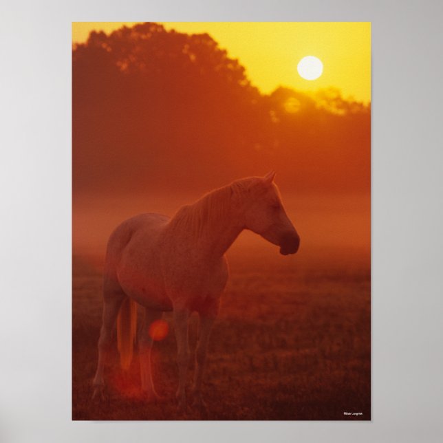 Bob Langrish | Grauer Arabischer Stehend bei Sunse Poster (Vorne)