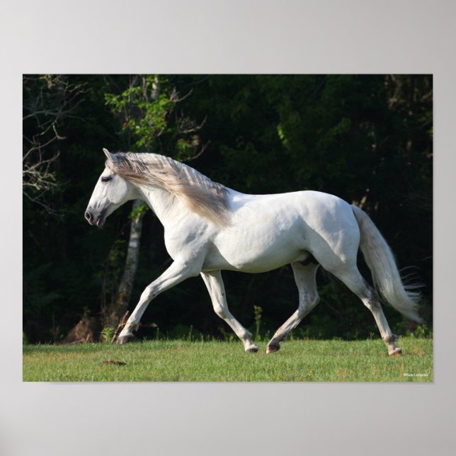 Bob Langrish | Grauer Lusitano Stallion Poster (Vorne)