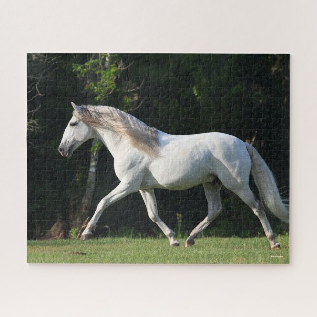 Bob Langrish | Grauer Lusitano Stallion Puzzle (Horizontal)