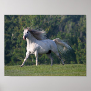Bob Langrish Grauer Lusitano-Stallion Running Poster