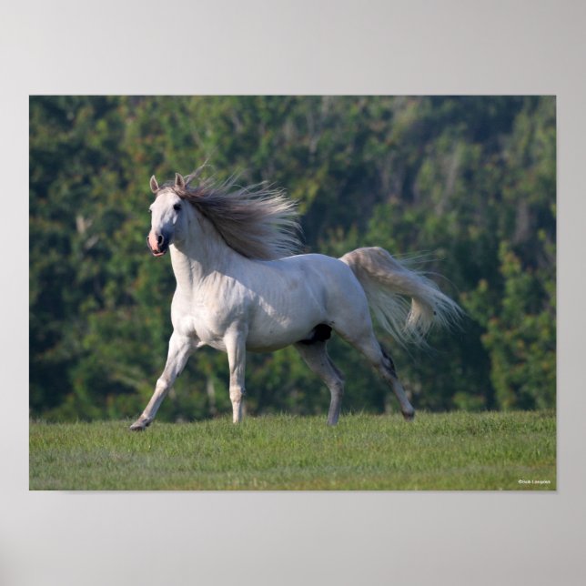 Bob Langrish | Grauer Lusitano-Stallion Running Poster (Vorne)