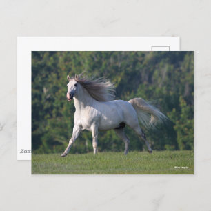 Bob Langrish   Grauer Lusitano-Stallion Running Postkarte