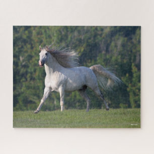 Bob Langrish   Grauer Lusitano-Stallion Running Puzzle