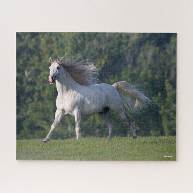 Bob Langrish | Grauer Lusitano-Stallion Running Puzzle (Horizontal)