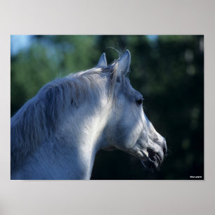 Bob Langrish   Grauer Trakehner-Stallion Headshot Poster