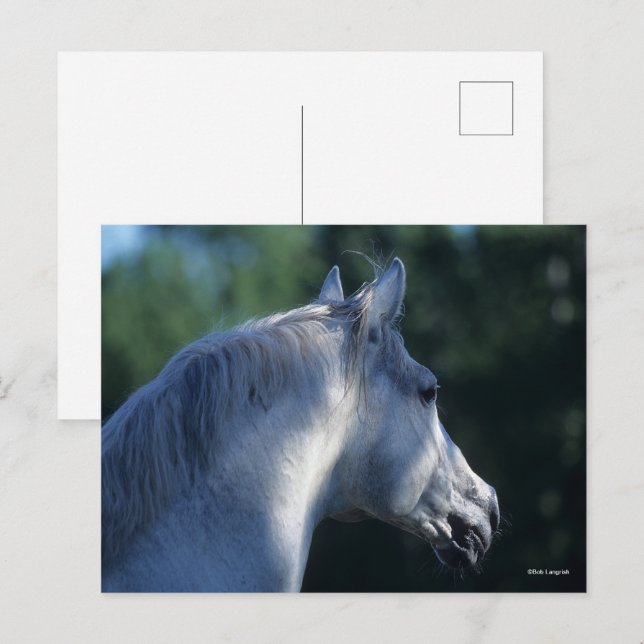 Bob Langrish | Grauer Trakehner-Stallion Headshot Postkarte (Vorne/Hinten)