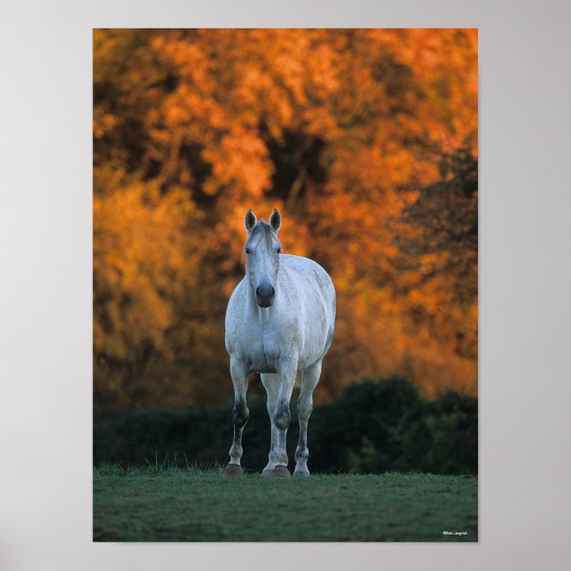 Bob Langrish | Grauer Warmblut Stehend Herbst Poster (Vorne)
