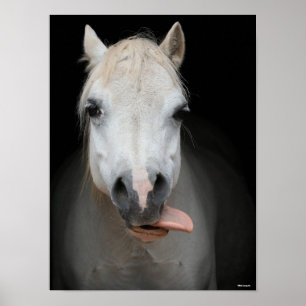 Bob Langrish   Grauer Welsh Pony Tongue Out Headsh Poster