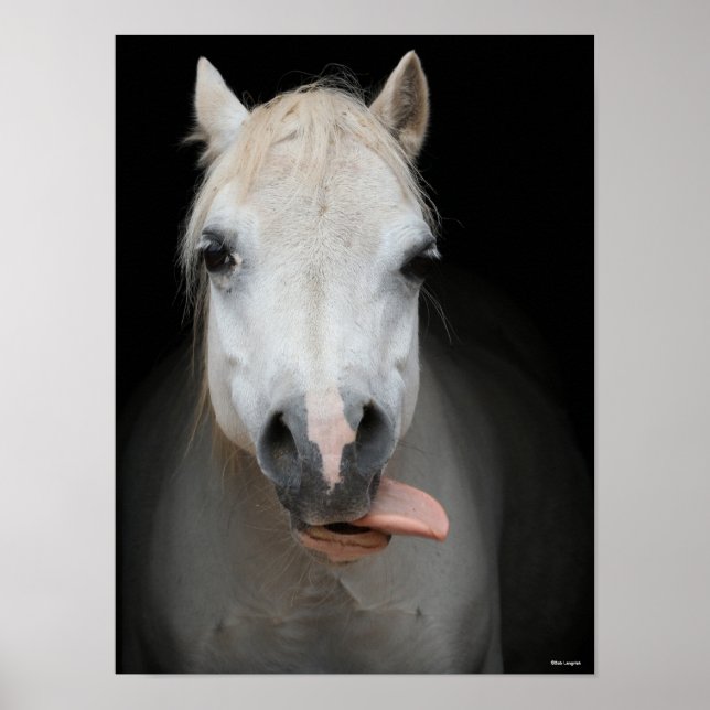 Bob Langrish | Grauer Welsh Pony Tongue Out Headsh Poster (Vorne)