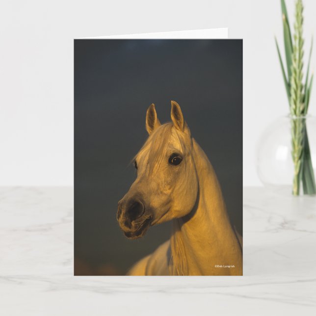 Bob Langrish | Graues arabisches Headshot in Sunse Karte (Vorderseite)