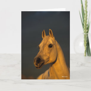 Bob Langrish   Graues arabisches Headshot in Sunse Karte