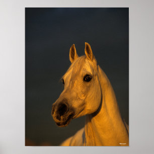 Bob Langrish   Graues arabisches Headshot in Sunse Poster