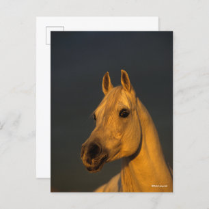 Bob Langrish Graues arabisches Headshot in Sunse Postkarte