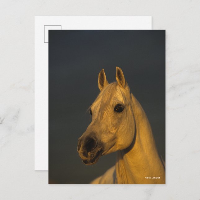 Bob Langrish | Graues arabisches Headshot in Sunse Postkarte (Vorne/Hinten)