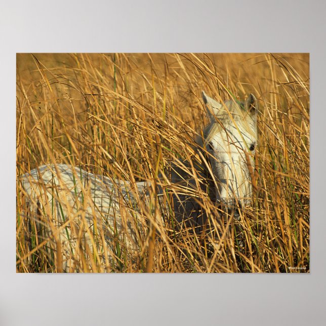 Bob Langrish | Graues Camargue Pony Lying in Reeds Poster (Vorne)