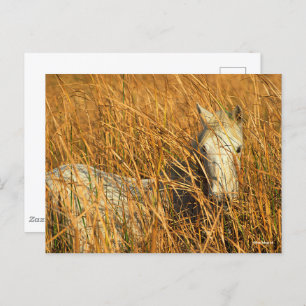 Bob Langrish   Graues Camargue Pony Lying in Reeds Postkarte