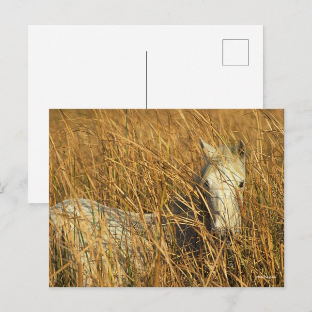 Bob Langrish | Graues Camargue Pony Lying in Reeds Postkarte (Vorne/Hinten)