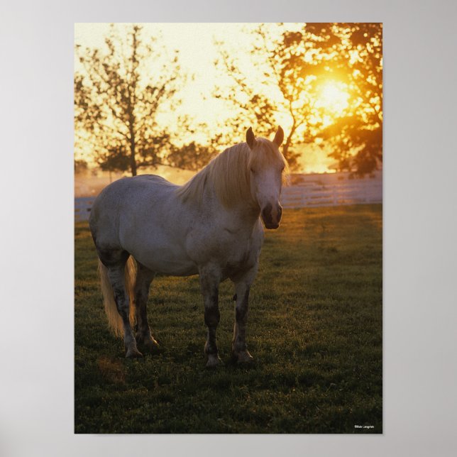 Bob Langrish | Graues Percheron Stehend im Sonnenu Poster (Vorne)