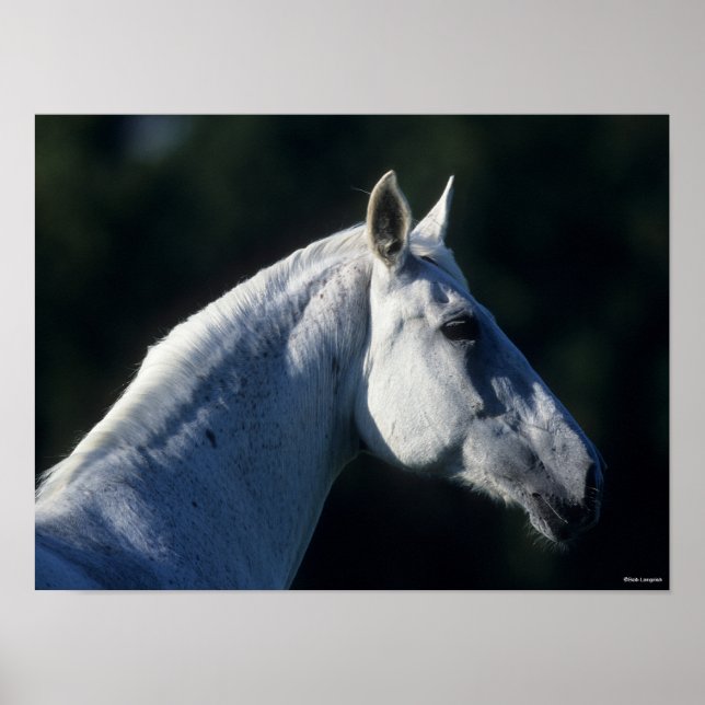 Bob Langrish | Graues Warmblut Stehender Headshot Poster (Vorne)
