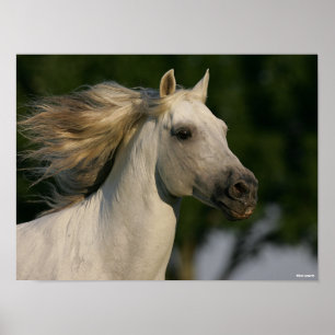 Bob Langrish Gray Andalucian Headshot Mane Flows Poster