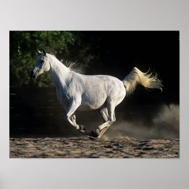 Bob Langrish | Gray Arab Mare Running Poster (Vorne)