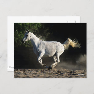 Bob Langrish   Gray Arab Mare Running Postkarte