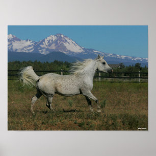 Bob Langrish Gray Arab Running Mountain Hintergrun Poster