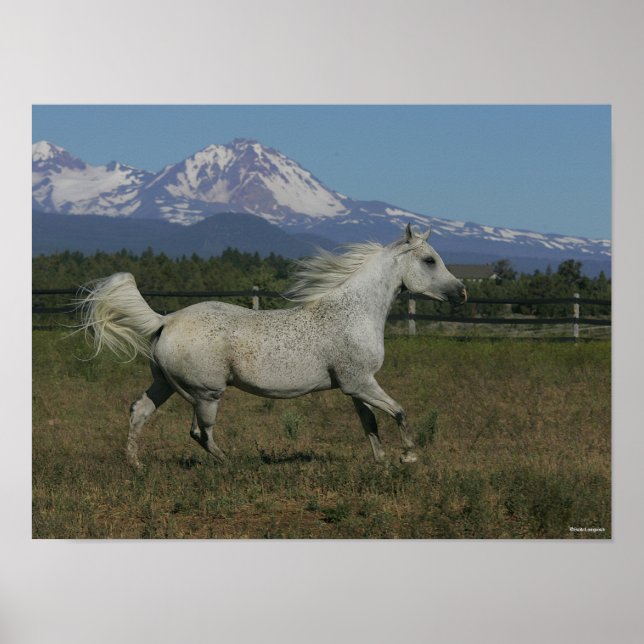 Bob Langrish Gray Arab Running Mountain Hintergrun Poster (Vorne)